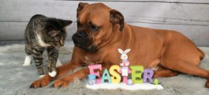 Easter Candy Can Pose Significant  Health Issues For Pets