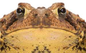  Ugly Bufo Toad