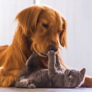 Compounding Your Pets
